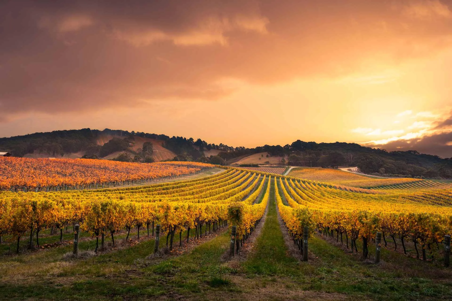 Golden vineyard rows beneath a glowing sunset sky